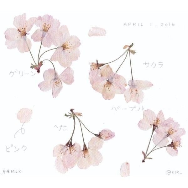 Hawraa Zuhair