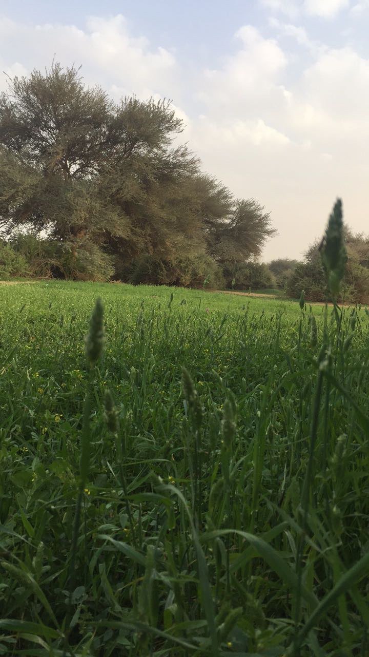 عبيد الحربي