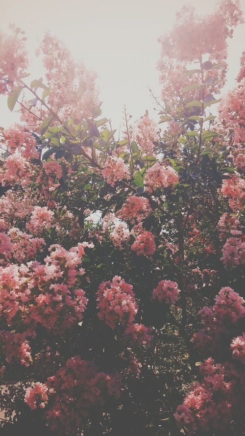 ارجوان الشهراني