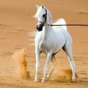 مشاري العقاب