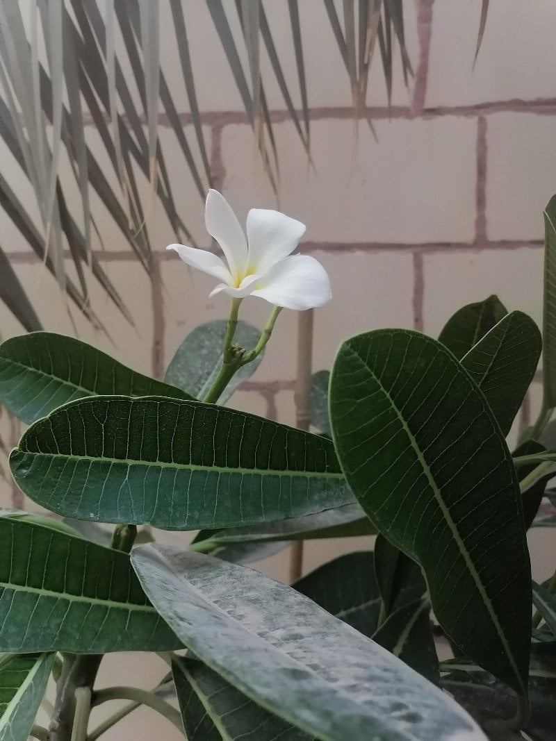 الاء عامر