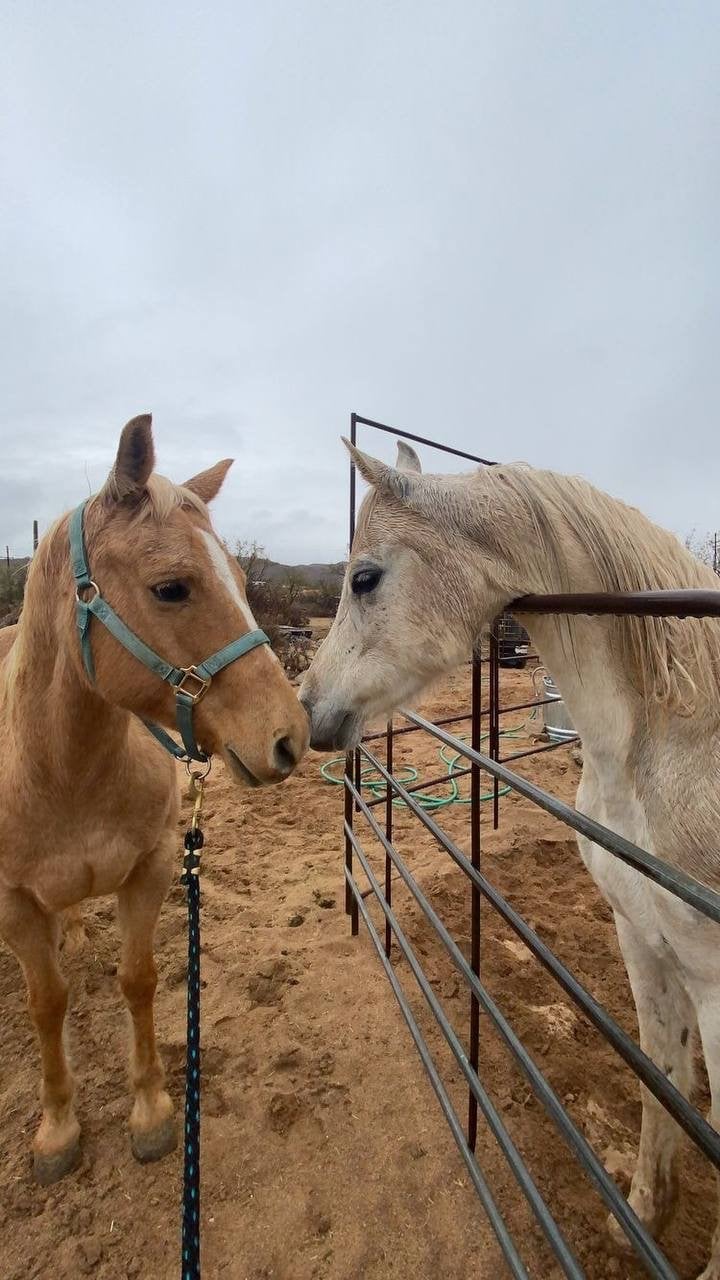 احمد ابو حور