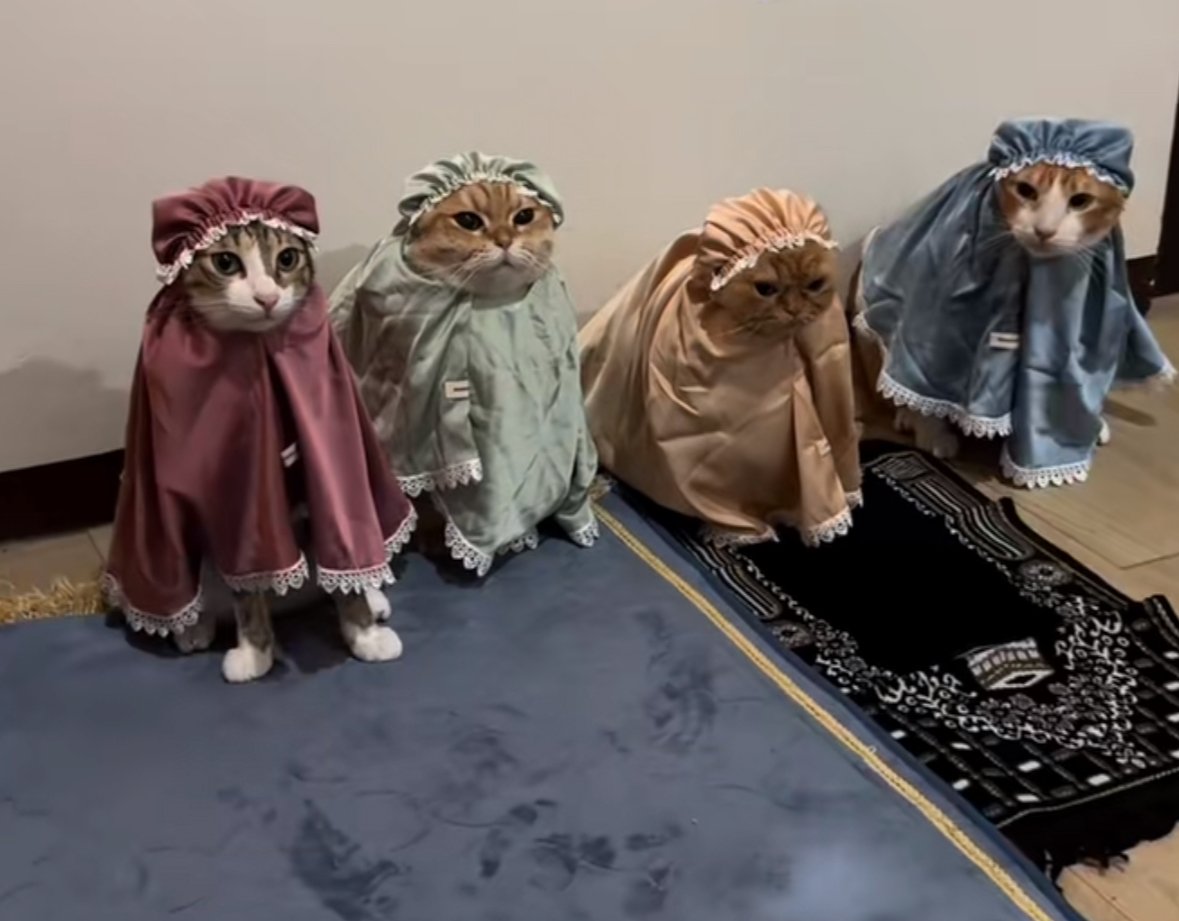 ارجوان عثمان