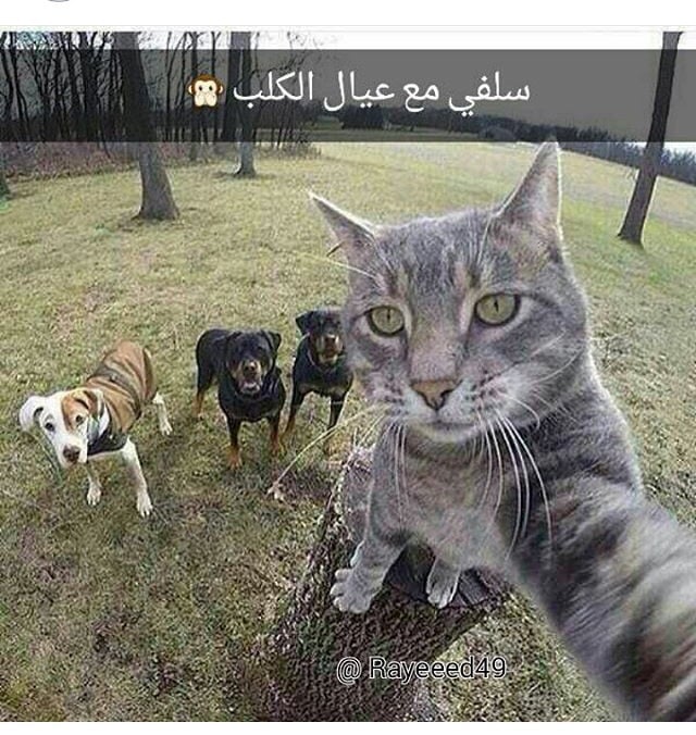 محمد الفهمي