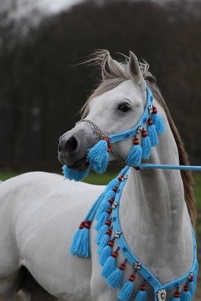 بدران الصبيح