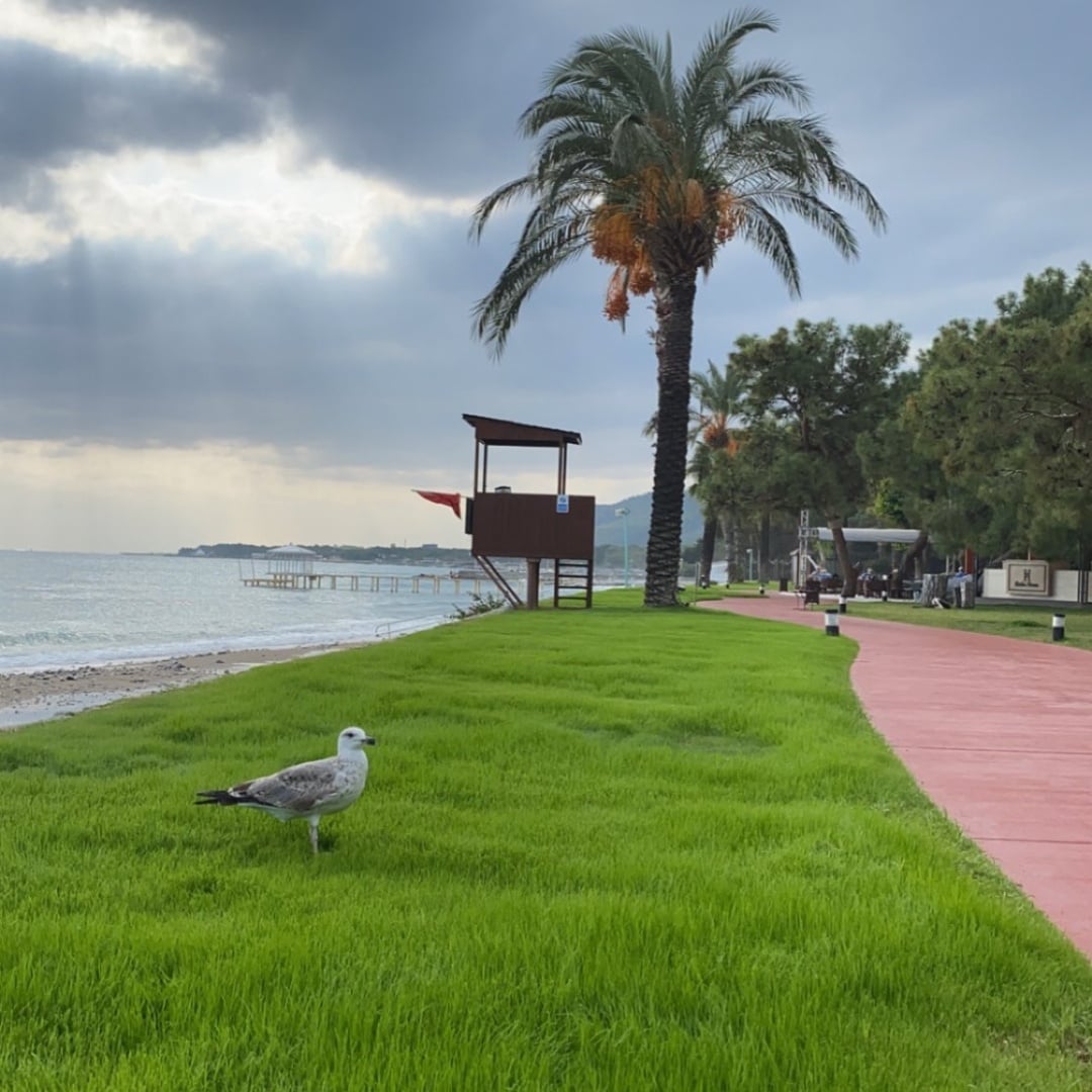 صالح 