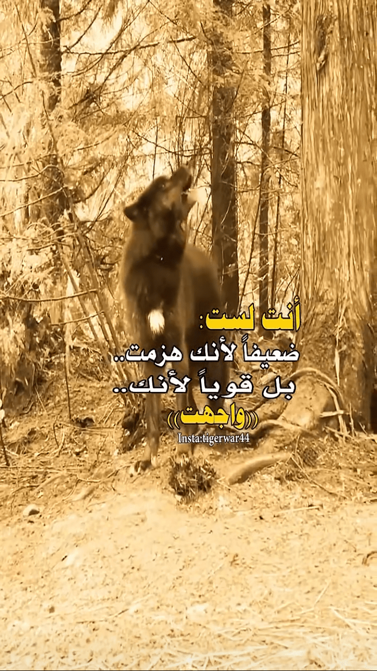بدر الهاشمي