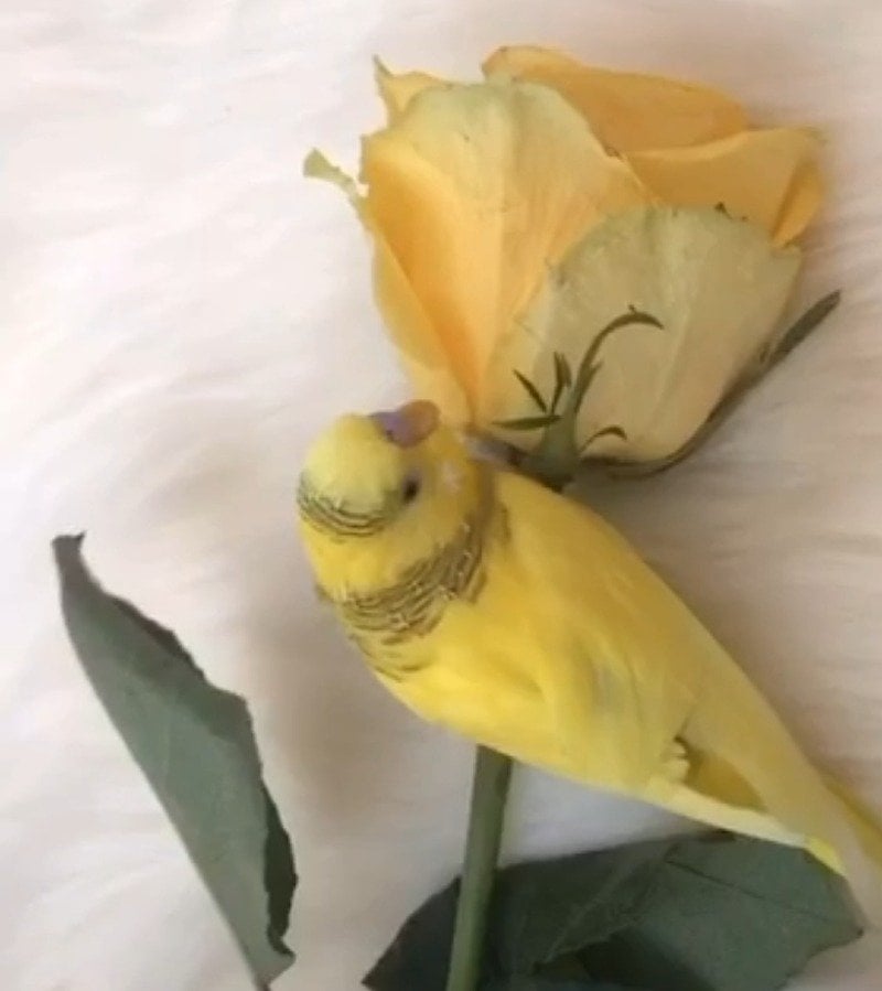 هناء عبدالله الرميح