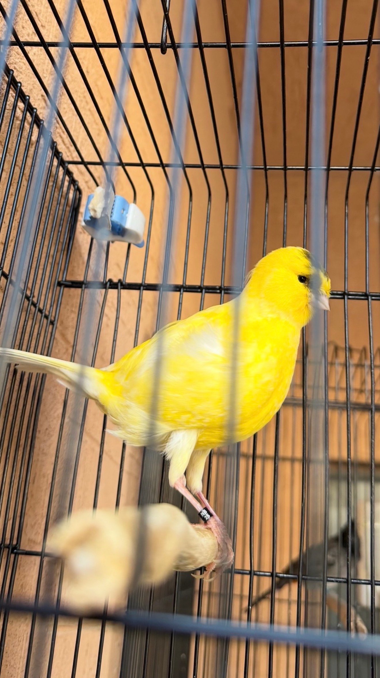 عبدالعظيم البوسعيد