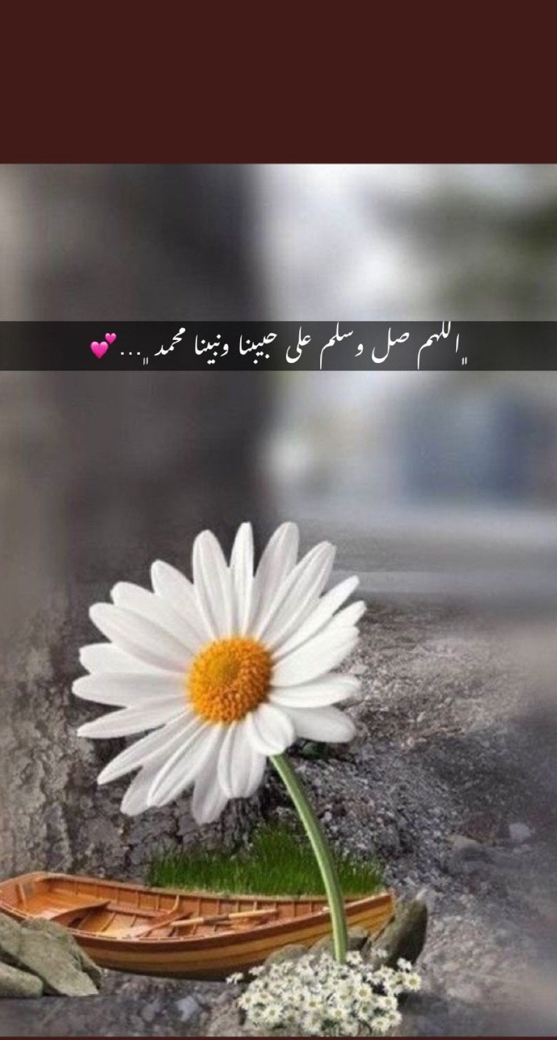 بدور محمد