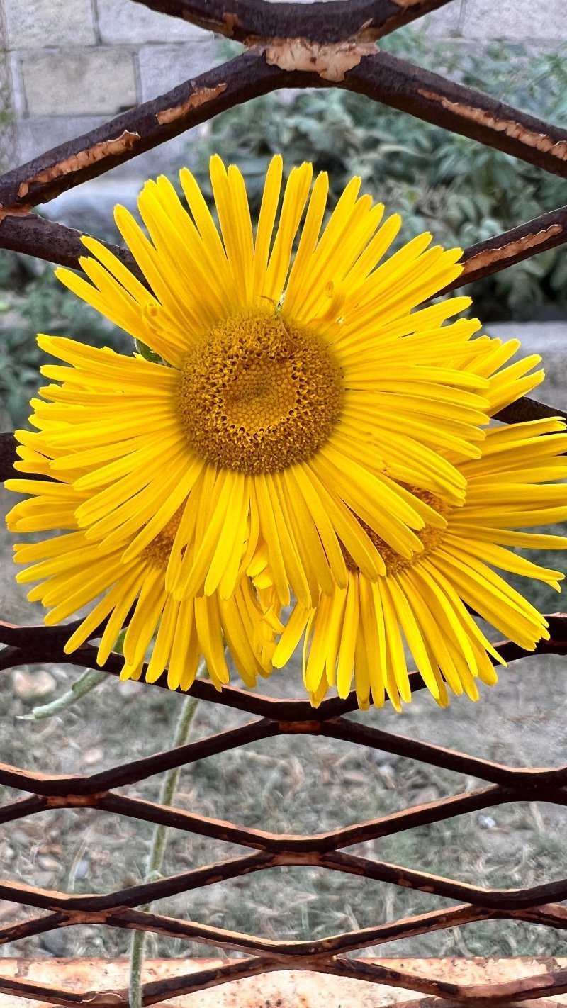 حنان الحريصي