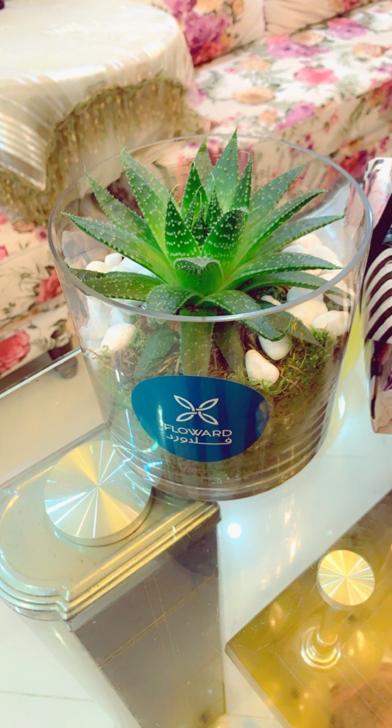 هيفاء مختار