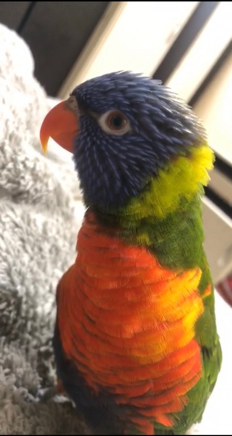 عبدالرزاق الزريقي