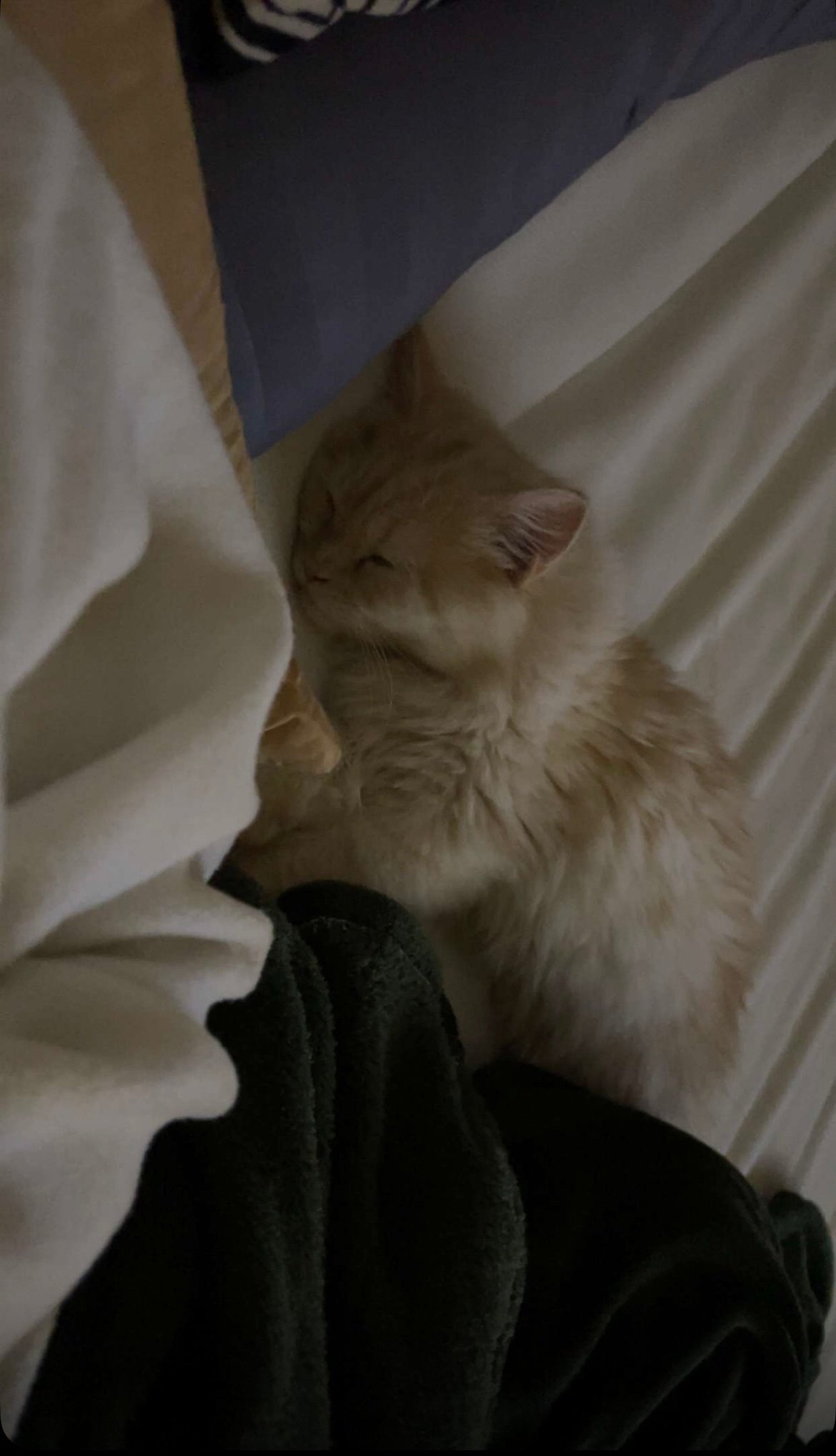 ريهام العرجاني