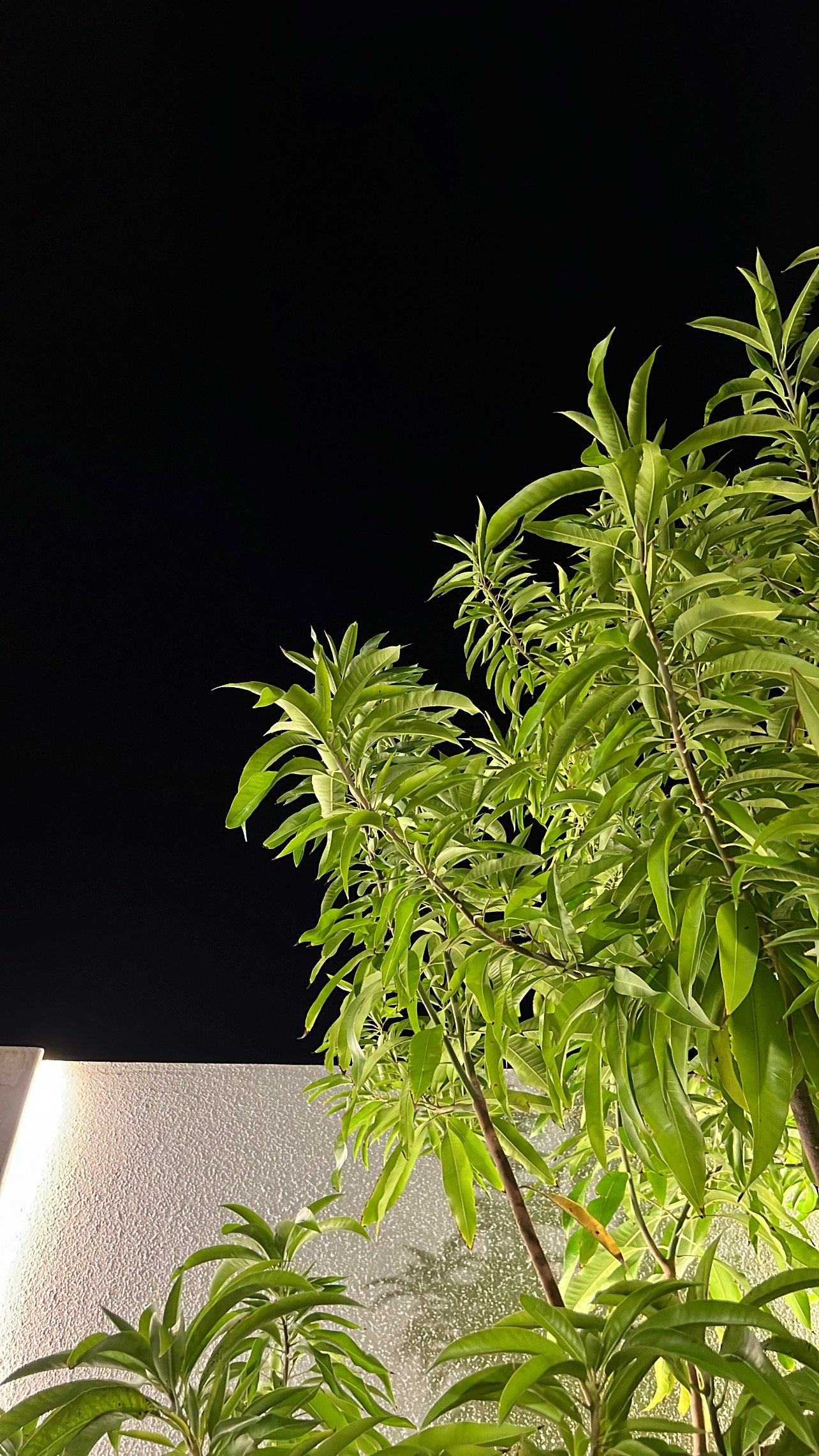 نجود الدوسري