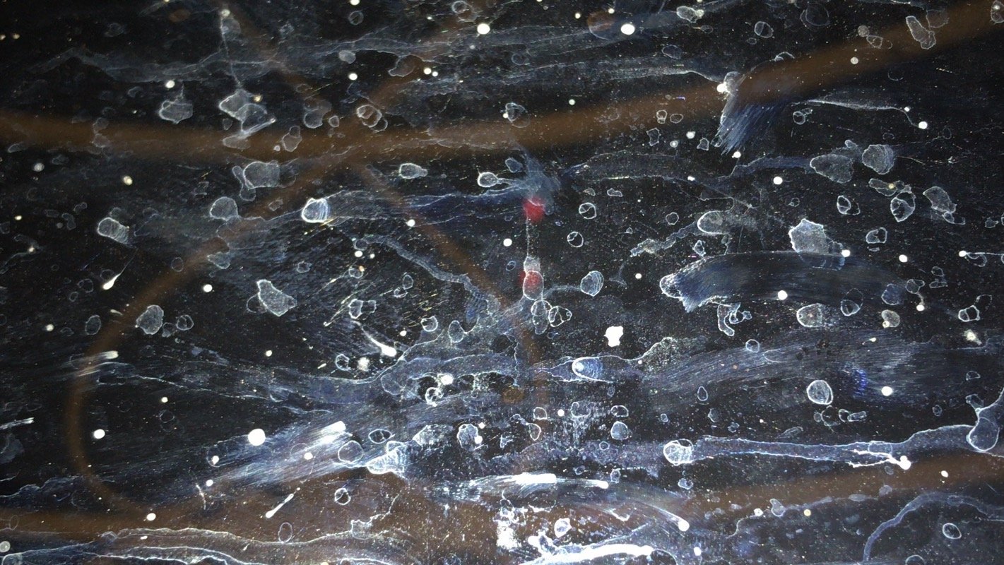 نايف اليامي