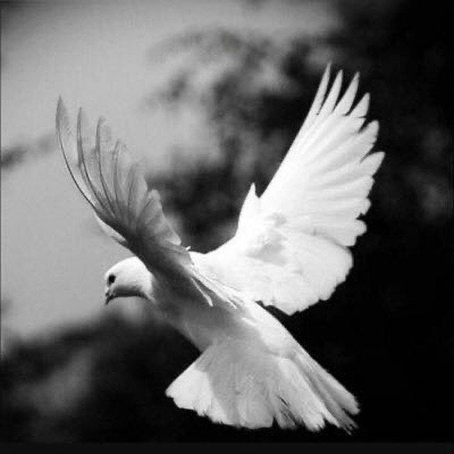 ساره المطيري