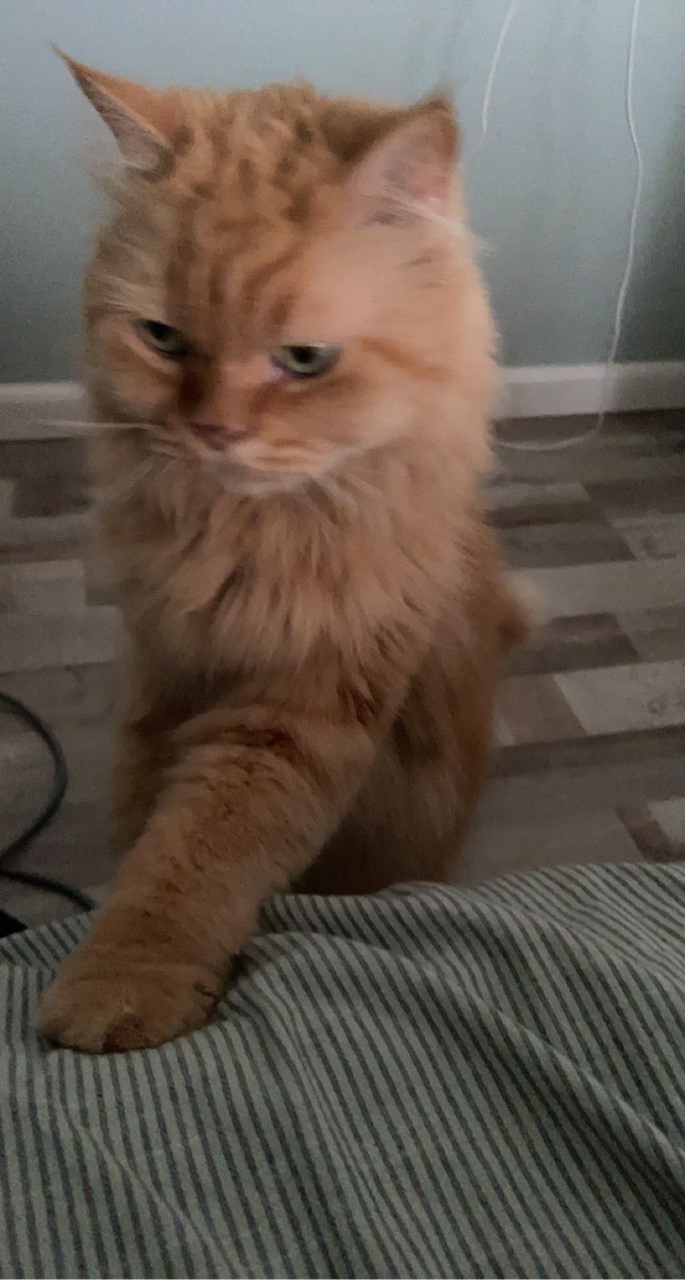 ساره السرحان