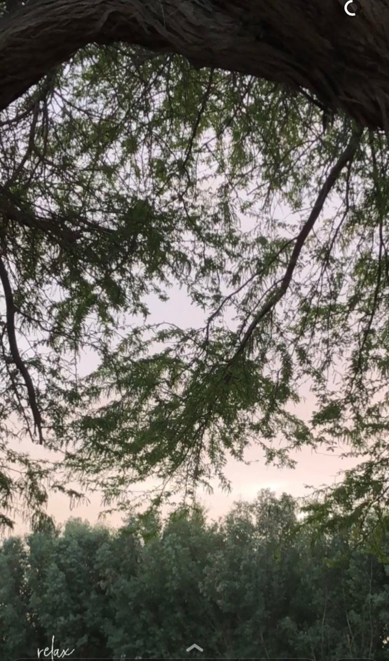 أحلام العوفي