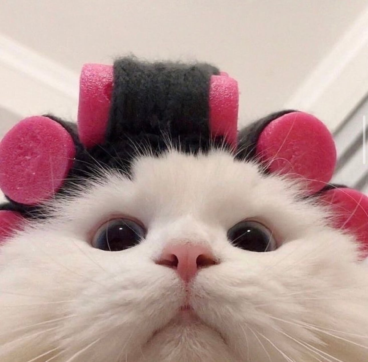 موده العبيد