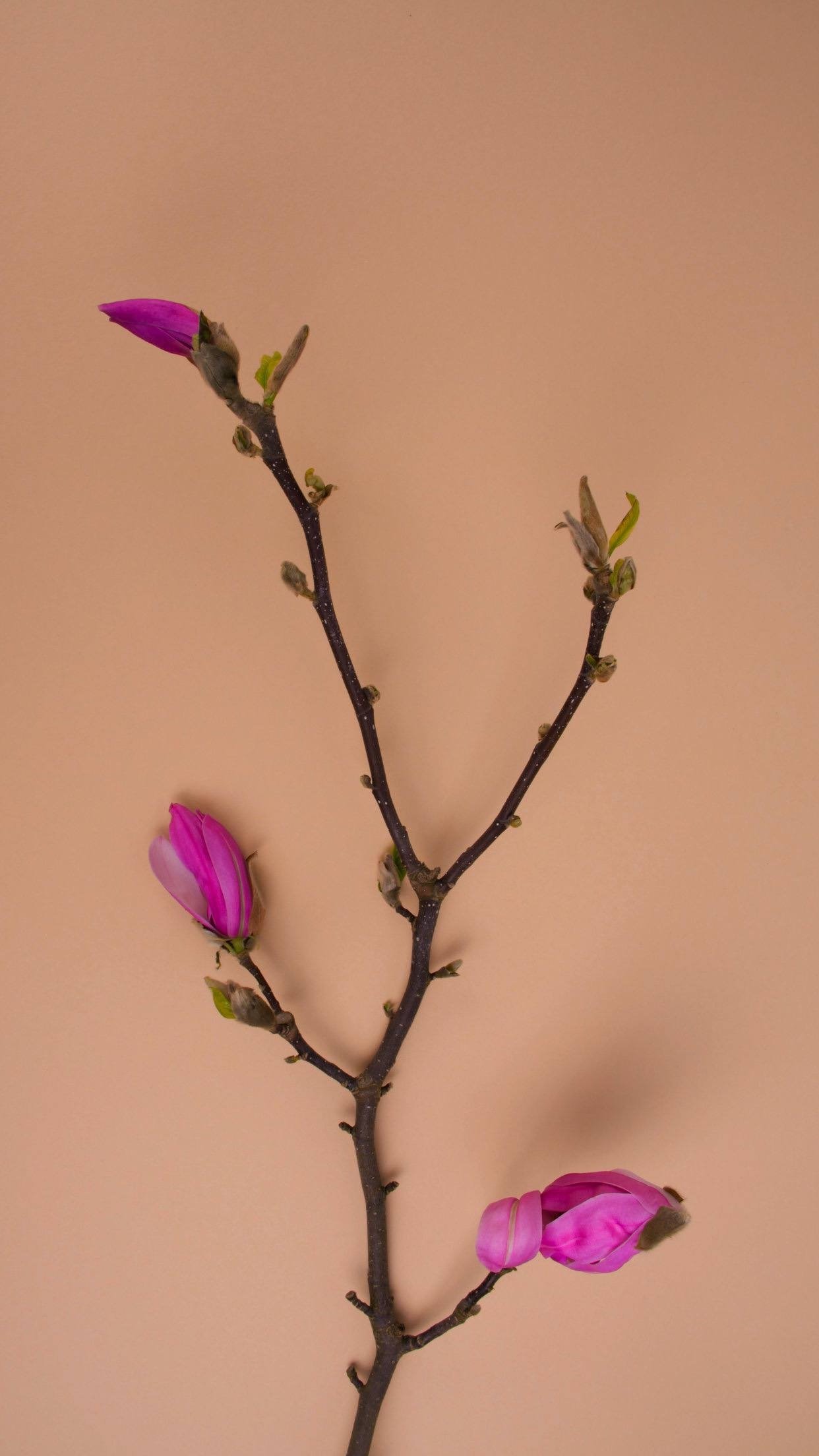 عبير الشهري