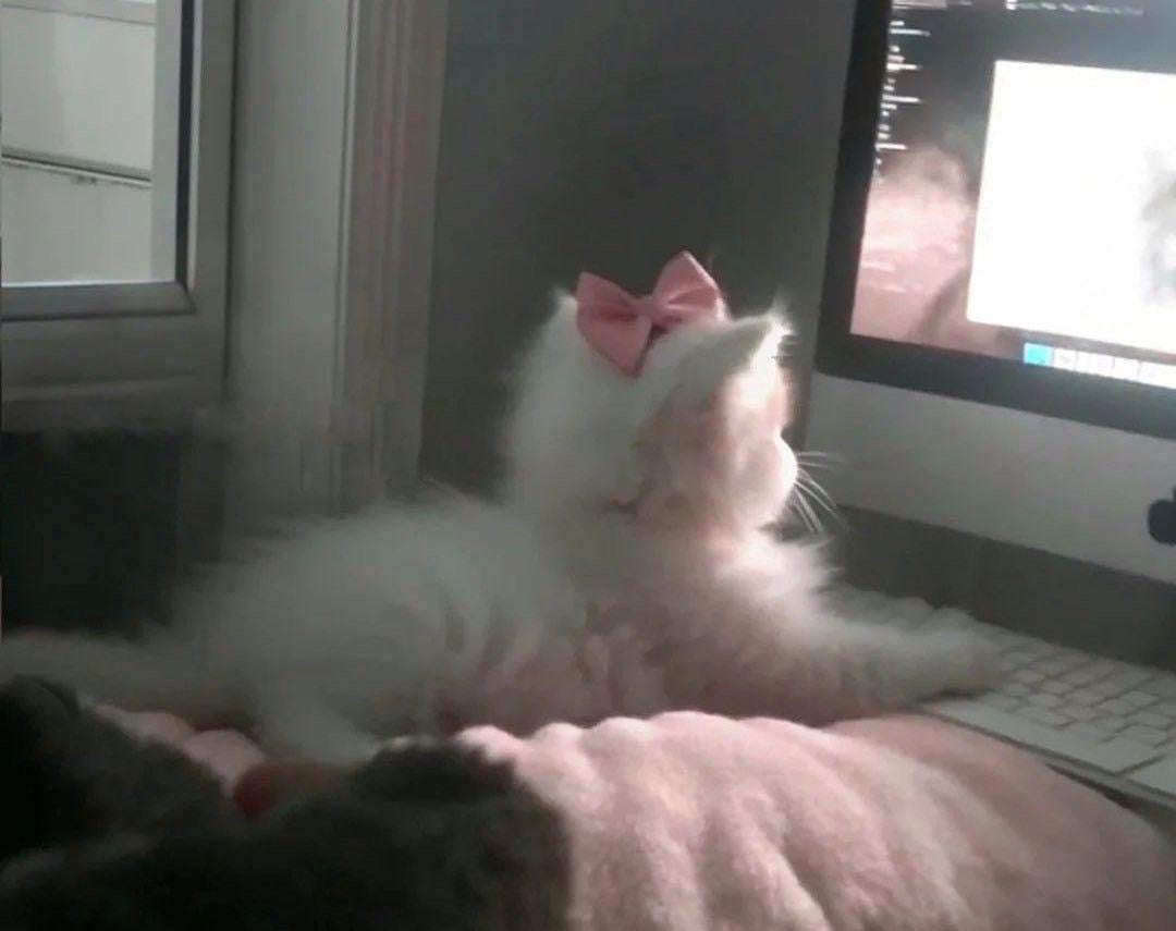 ريناد شمسان