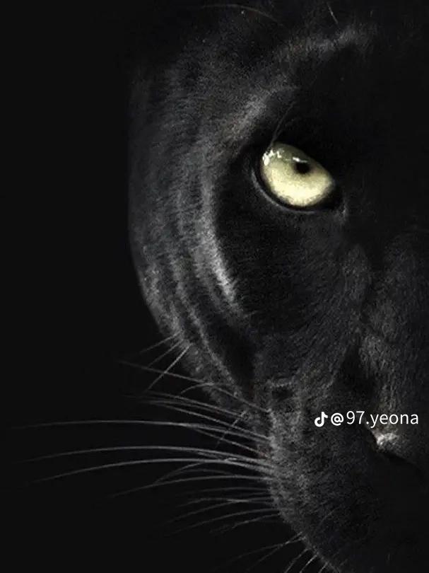 حصه العبدالعزيز