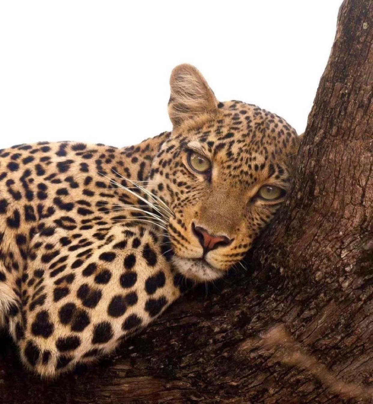 فـيروز الوبيــري