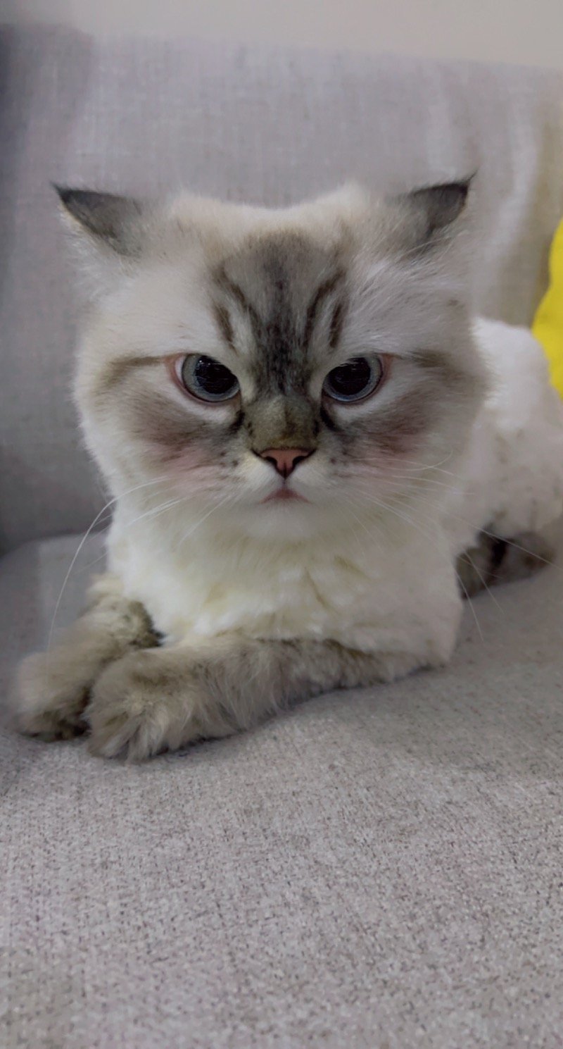 تغريد البلوي