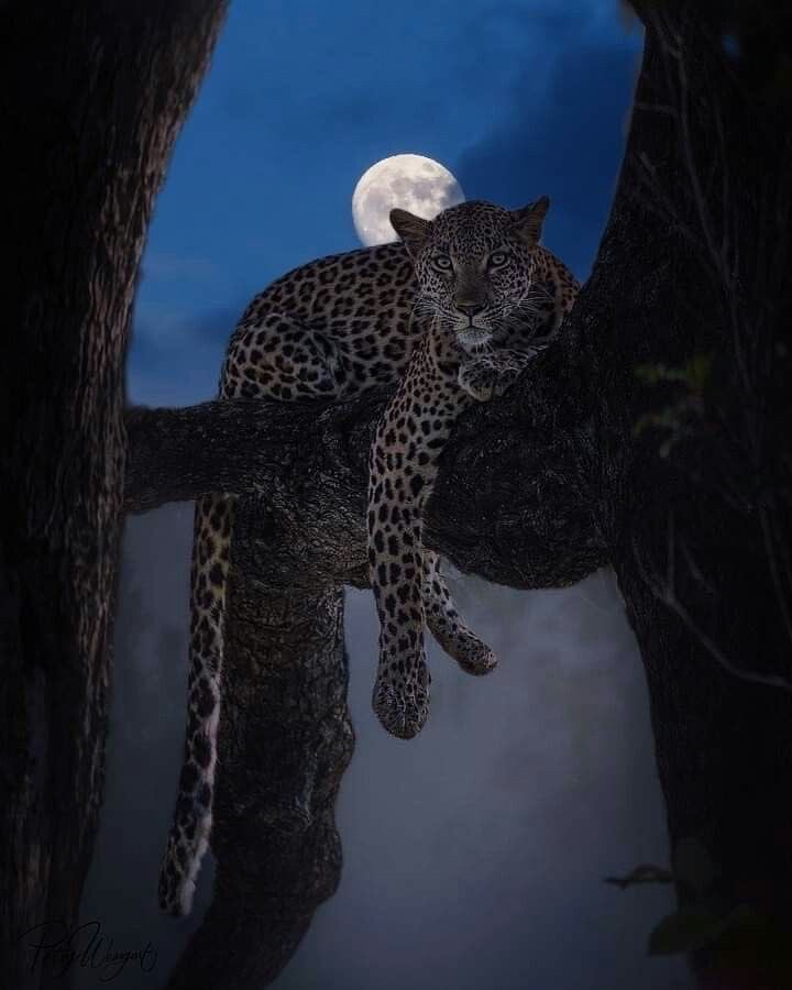 رهف 