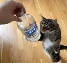 قصي ابوتويمه