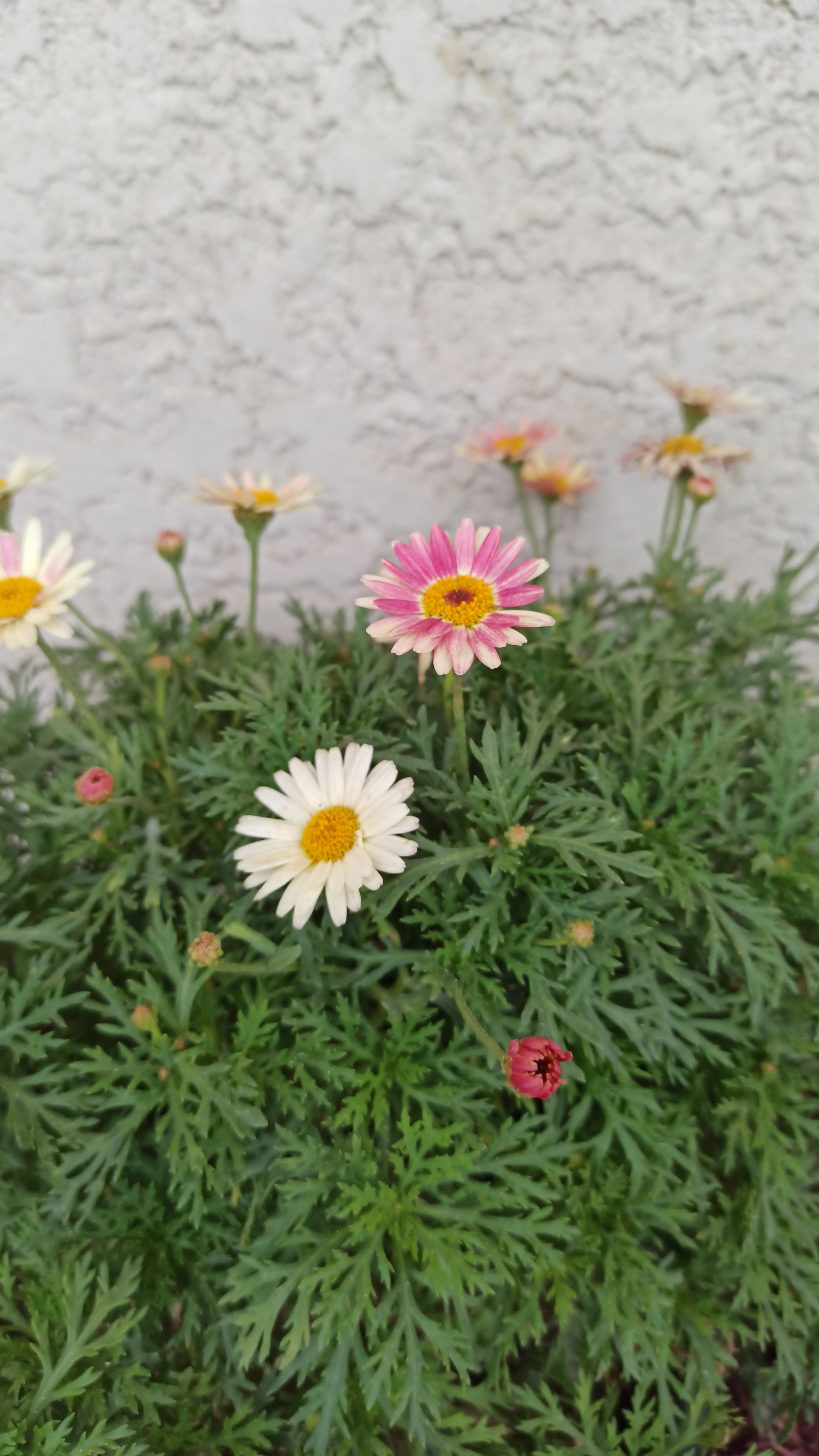 عائشة الفيفي