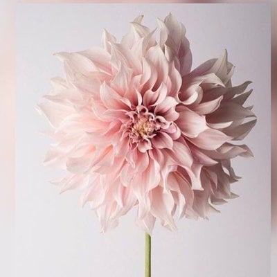 وجدان العامودي