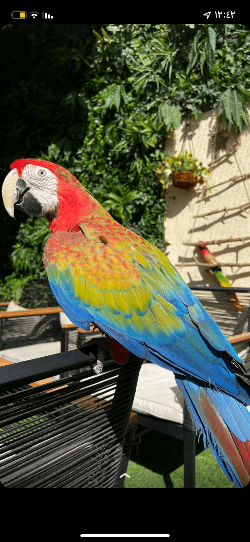 شذا عبدالله