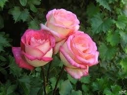 سحاب الحربي