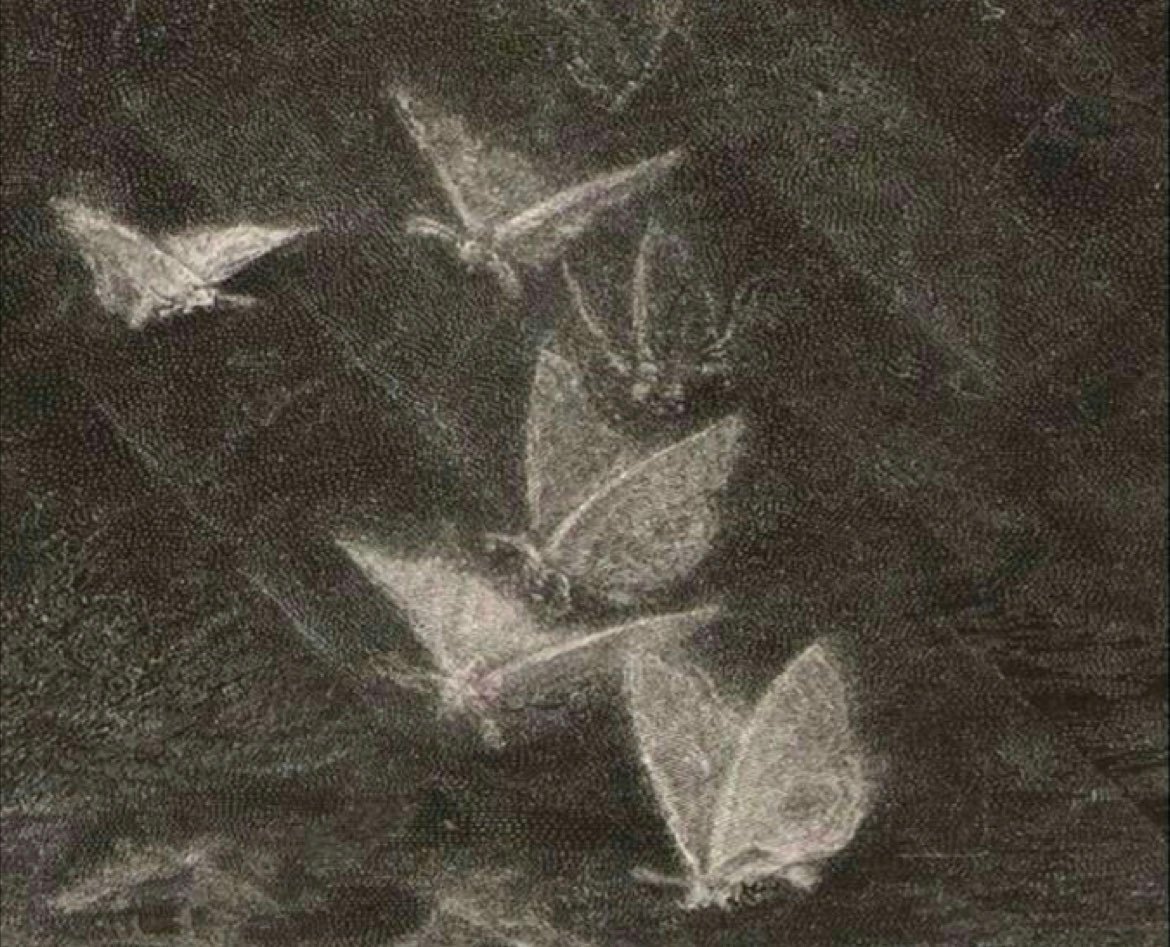 جوري القحطاني