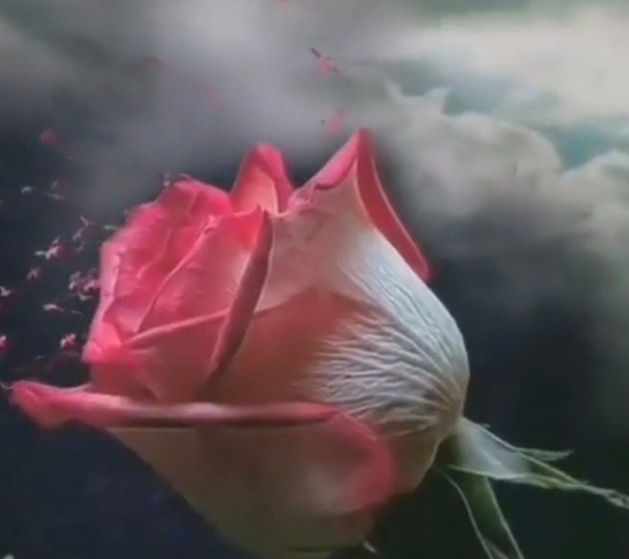 هدى عبدالرزاق بوبشيت