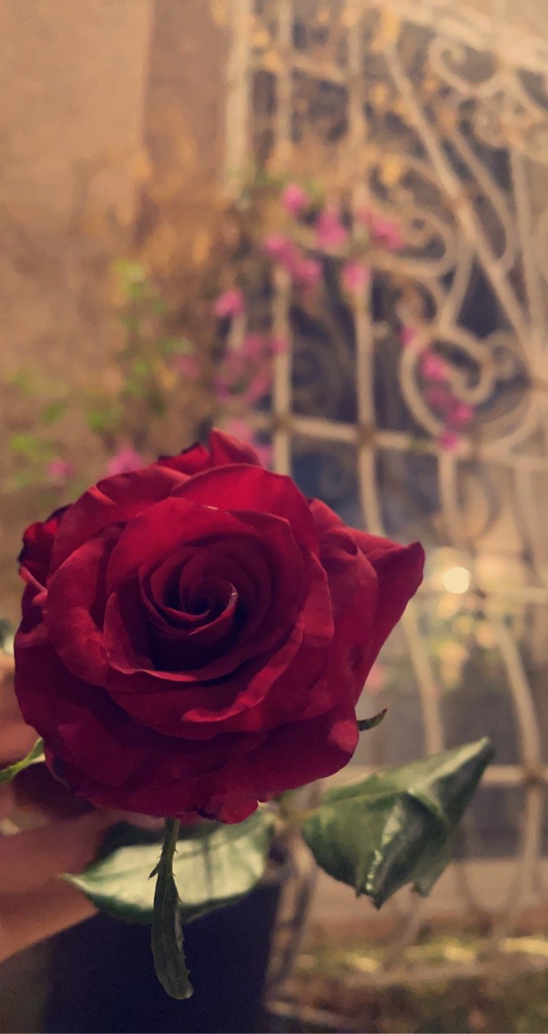 امل صللح 💖