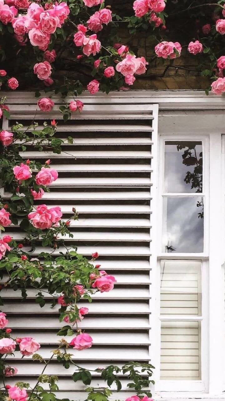 نوره البراهيم