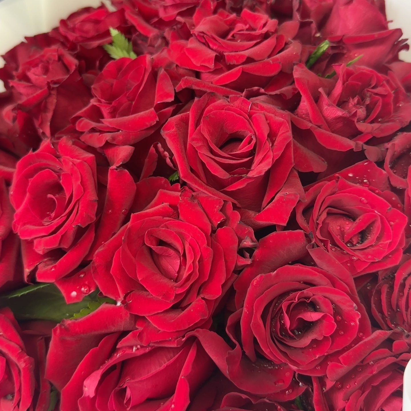 الحربي ساره