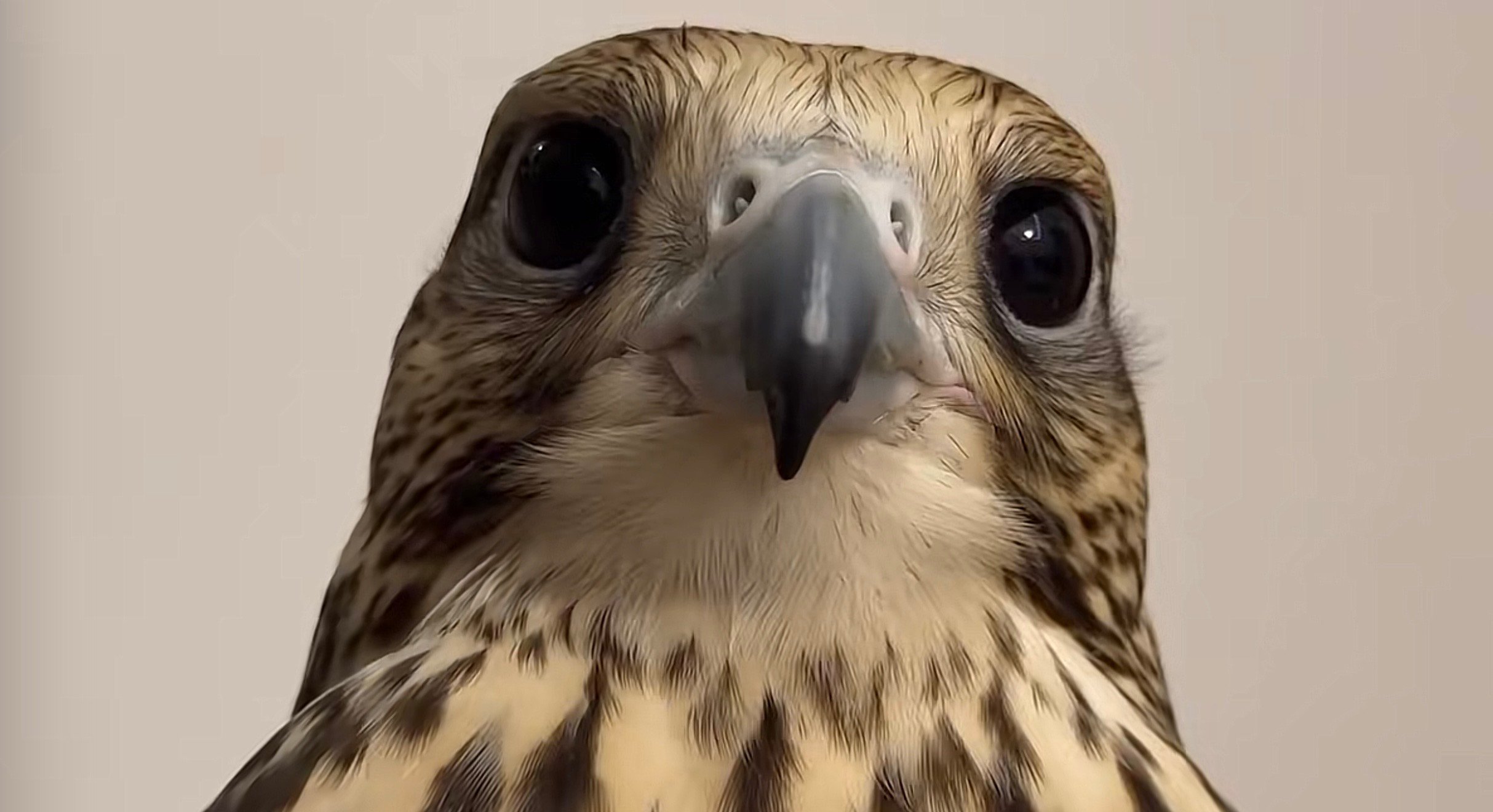 نوره التميمي