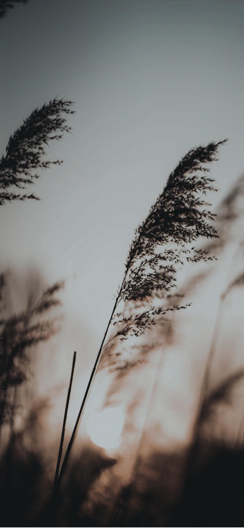 عواطف العنزي