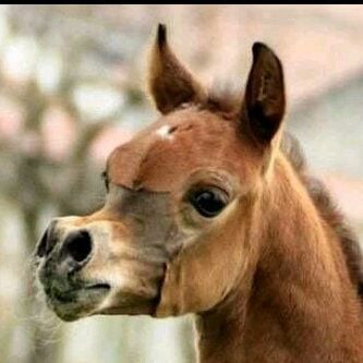 بندر المساعد