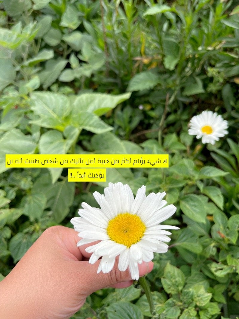 عبير ابراهيم