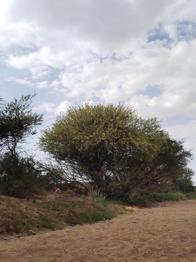 محمد العمري