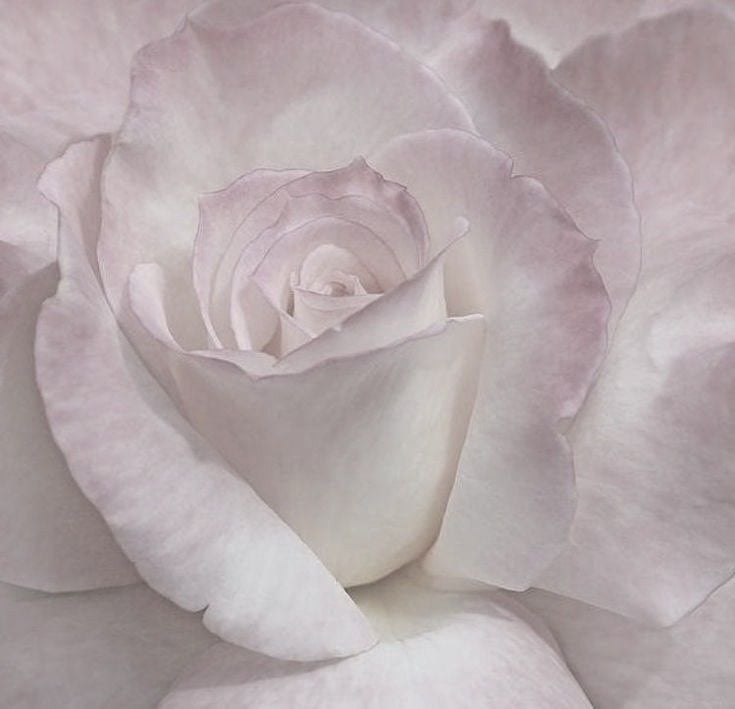 ساره القرني