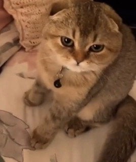 لمار الديحاني