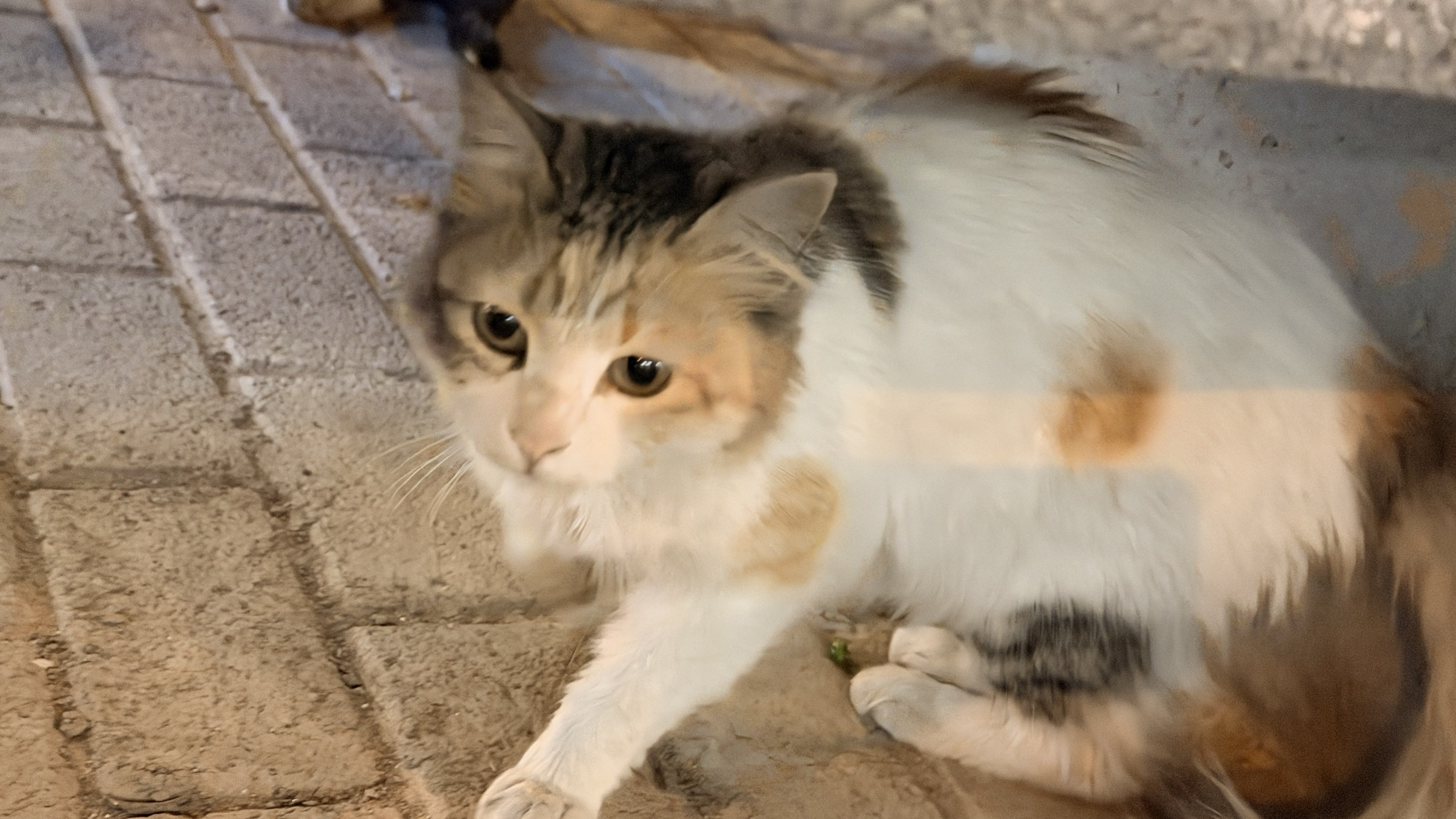 لمى عبدالله