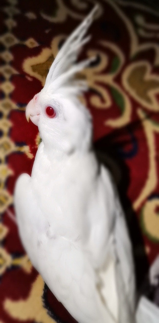 ايمن 
