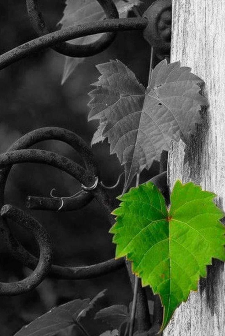 ابراهيم طير